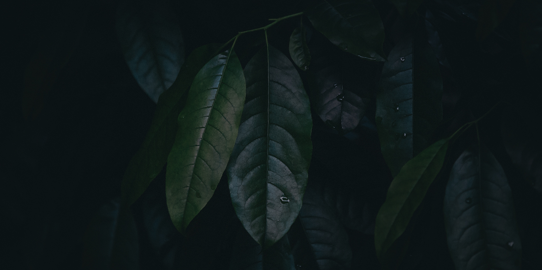 Dark green leaves