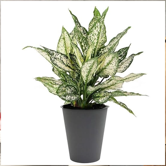 Corporate plants