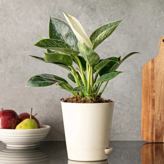 Event plants