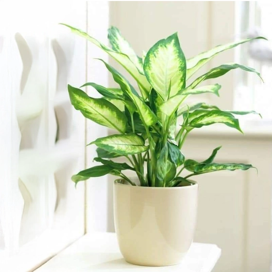 Indoor plants