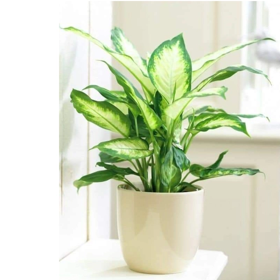Outdoor plants