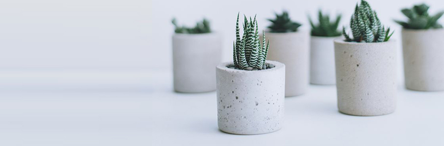 Air purifying succulents